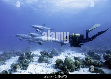 Tümmler - Tursiops trunkatus Stockfoto