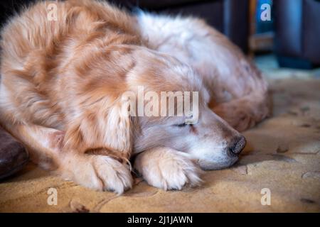 Nahaufnahme eines schlafenden gealterten goldenen Retriever-Hundes mit rotem und weißem Fell Stockfoto