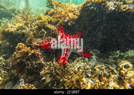 Die Sonne scheint auf dem afrikanischen Rotknopfsternfisch Protoreaster linckii im seichten Meer - Anakao, Madagaskar Stockfoto