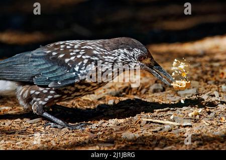 Gefleckte Nussknacker - Nucifraga caryocatactes Stockfoto