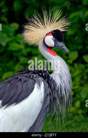 Grauer Kranich - Balearica regulorum Stockfoto