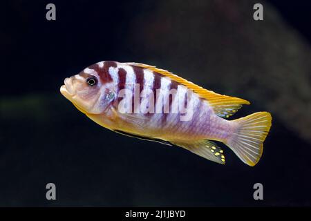 Labidochromis cichlid (Red Top Hongi ) - Labidochromis sp. Stockfoto