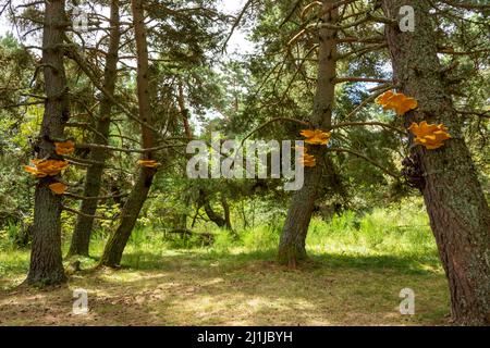 Horizons Kunst und Natur in Sancy 2020. Symbiosearbeit von Alex Werth, Puy de Dome, Auvergne Rhone Alpes, Frankreich Stockfoto