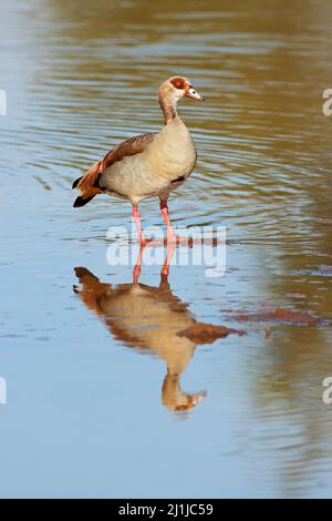 Eine ägyptische Gans (Alopochen aegyptiacus), die im flachen Wasser in Südafrika steht Stockfoto