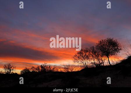 Sonnenuntergang mit silhouettierten afrikanischen Dornen und Wolken, Kalahari Wüste, Südafrika Stockfoto