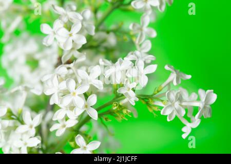 Blühender weißer Flieder, Syringa vulgaris, dieser Baum wird oft in Gärten gefressen und attratziert viele Insekten Stockfoto