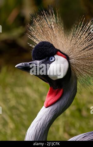 Grauer Kranich - Balearica regulorum Stockfoto