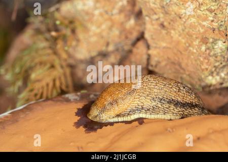 Dusky arion, Arion subfuscus auf Künstlerkonk, Ganoderma applanatum Stockfoto