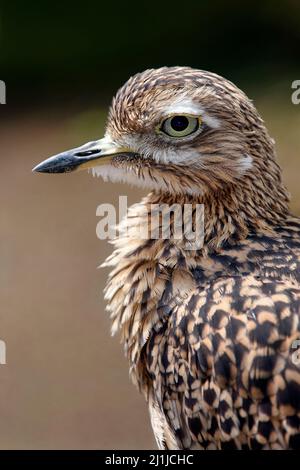 Eurasischer Steincurlew - Burhinus oedicnemus Stockfoto