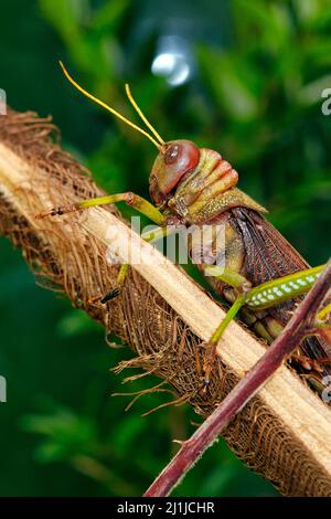 Blauflügelgrasschrecke - Tropidacris collaris Stockfoto