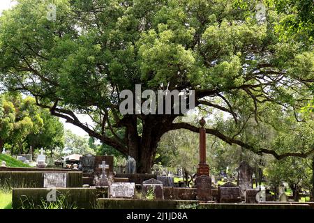 Grab auf dem historischen Toowong Friedhof in Brisbane Australien Stockfoto