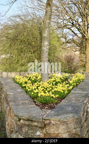 Kleine Narzissen in einem dreieckigen Blumenbeet Stockfoto