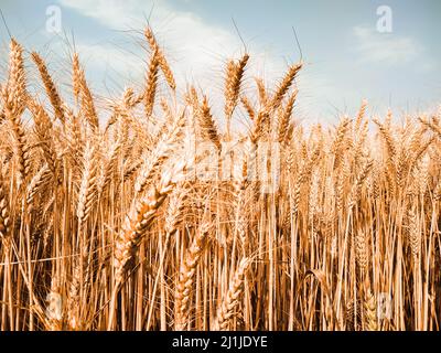 Rote Ähren von Weizen unter dem Himmel mit Wolken. Weicher Fokus auf Feld Stockfoto