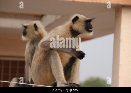 Affe sitzt auf der Wand einer Terrasse und ist wütend Stockfoto