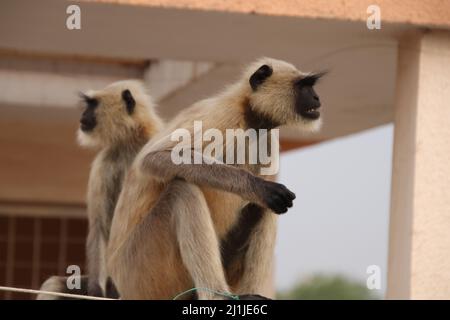 Affe sitzt auf der Wand einer Terrasse und ist wütend Stockfoto