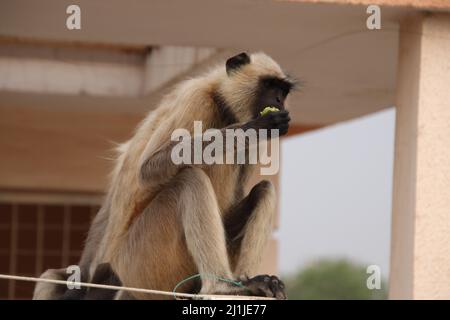 Affen sitzen auf einer Terrassenwand und essen Obst Stockfoto