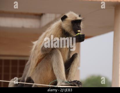 Affen sitzen auf einer Terrassenwand und essen Obst Stockfoto