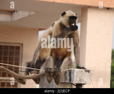 Affen sitzen auf einer Terrassenwand und essen Obst Stockfoto