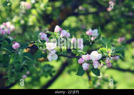 Ein blühender Zweig der Apfelbaum im Frühjahr Stockfoto