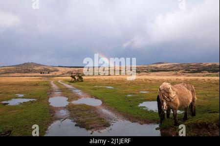Vibrierende Wolken Regenbögen und wilde Moorponys über dem Combestone Tor auf Dartmoor Devon im Westen Englands Stockfoto
