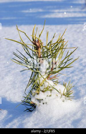 Schottenkiefer (Pinus sylvestris) im Schnee, kalter, sonniger Wintertag. Stockfoto