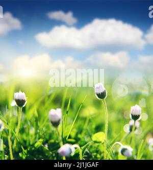 Frühlingsfeld mit Gänseblümchen an hellen sonnigen Tag mit bewölktem Himmel Stockfoto