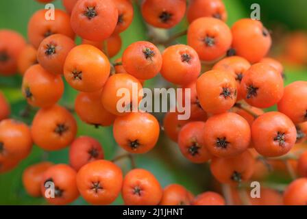 Nahaufnahme von reifenden Vogelbeeren im Spätsommer, geringe Tiefenschärfe. Stockfoto