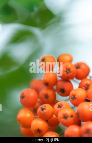 Nahaufnahme von reifenden Vogelbeeren im Spätsommer, geringe Tiefenschärfe. Stockfoto