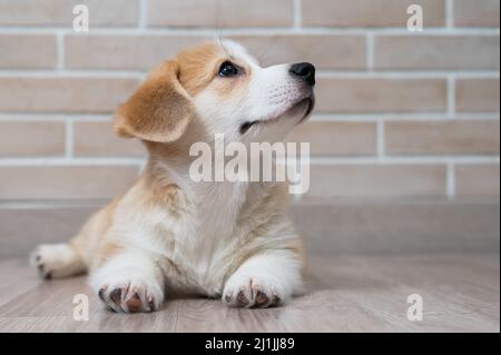 Ein süßer welsh Corgi Welpe liegt auf dem Boden. Stockfoto