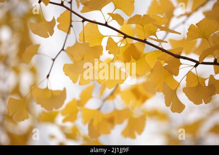 Gelbe Blätter von Ginkgo biloba an den Ästen von Bäumen an einem Herbsttag Stockfoto