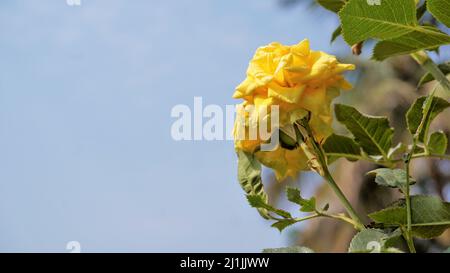 Gelbe Rosenblüte von der Farm in einem Garten. Gedreht in einem Hausmädchen in der Nähe von bangalore Stockfoto