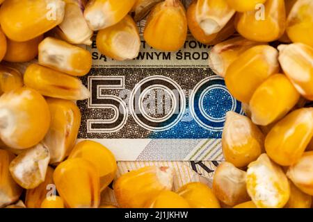Maiskörner mit Details der polnischen 500 PLN Banknote. Objekt wird mit einem gleichmäßigen, weichen Licht beleuchtet. Stockfoto