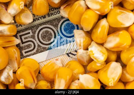 Maiskörner mit Details der polnischen 500 PLN Banknote. Objekt wird mit einem gleichmäßigen, weichen Licht beleuchtet. Stockfoto