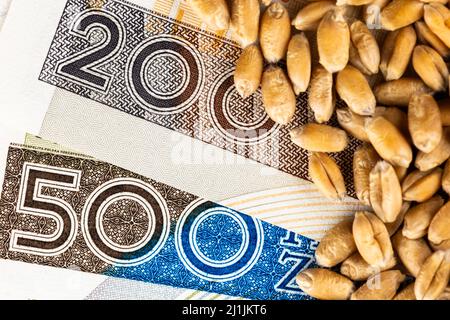 Weizenkörner mit Details der polnischen 500 PLN Banknote. Objekt wird mit einem gleichmäßigen, weichen Licht beleuchtet. Stockfoto