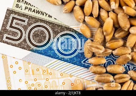 Weizenkörner mit Details der polnischen 500 PLN Banknote. Objekt wird mit einem gleichmäßigen, weichen Licht beleuchtet. Stockfoto