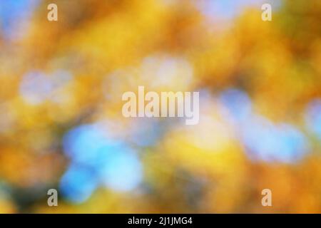 Schöne abstrakte Natur Bokeh. Gelber unscharfer Hintergrund Stockfoto