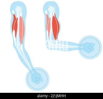 Abbildung mit Bizeps und Trizeps. Verlängerung und Flexion. Stockfoto