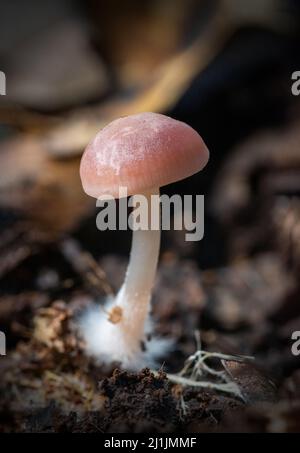 Eine vertikale Nahaufnahme eines Pilzes, der im Wald wächst Stockfoto