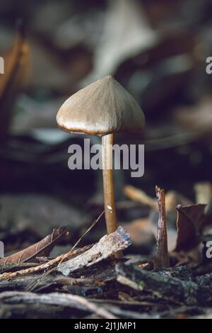 Eine vertikale Nahaufnahme eines Pilzes, der im Wald wächst Stockfoto