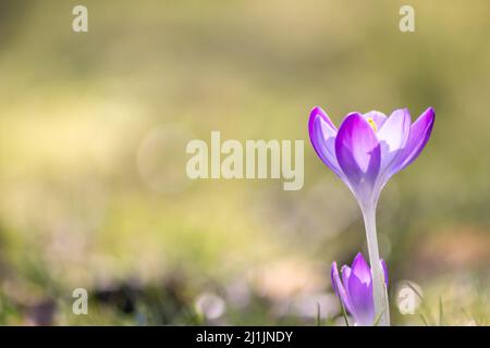 Erste Frühlingsschneeglöckchen blühen und rosafarbene Krokusblüten mit Pollen und Nektar für saisonale Honigbienen im februar mit weißen Blütenblättern und weißen Blüten Stockfoto