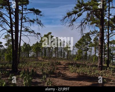 Blick auf den Wanderweg, der durch einen hellen Pinienwald der Kanarischen Inseln (Pinus canariensis) führt, im Naturpark Tamadaba auf Gran Canaria, Spanien. Stockfoto