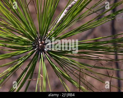 Nahaufnahme der neuen grünen Triebe einer Kanarienkiefer (Pinus canariensis) im Tamadaba Natural Park in den Bergen von Gran Canaria. Stockfoto