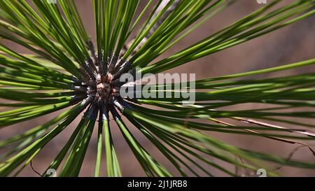 Nahaufnahme der grünen Triebe einer Kanarienkiefer (Pinus canariensis) im Tamadaba Natural Park, Gran Canaria, Spanien mit langen Nadeln. Stockfoto