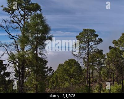 Schöne Aussicht durch einen Wald von Kanarische Kiefern (Pinus canariensis) im Tamadaba Naturpark in den Bergen von Gran Canaria, Spanien. Stockfoto