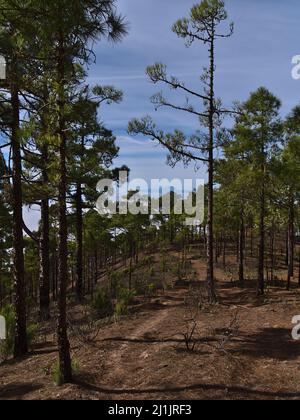 Blick auf den Wanderweg, der durch den Pinienwald der Kanarischen Inseln (Pinus canariensis) führt, im Naturpark Tamadaba in den Bergen von Gran Canaria. Stockfoto