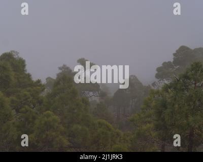 Blick auf einen Nadelwald mit Kiefern der Kanarischen Inseln (Pinus canariensis) im Naturpark Tamadaba in den Bergen von Gran Canaria, Spanien. Stockfoto