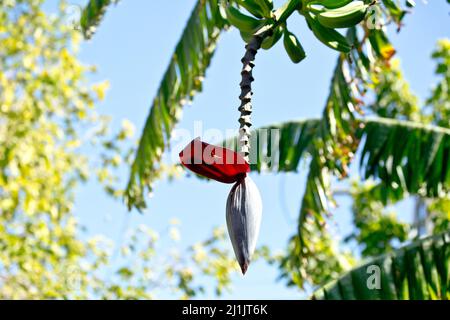 Ein Vogel, der an einem Ast hängt Stockfoto