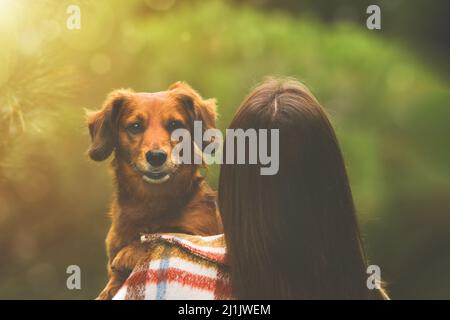 Dackel-Hündin, die auf den Armen der Besitzer sitzt und über ihre Schulter schaut. Hund und Frau zusammen Stockfoto