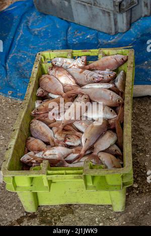 Kiste voller frisch gefangener Fische auf dem Fischmarkt Nouakchott in Mauretanien Stockfoto