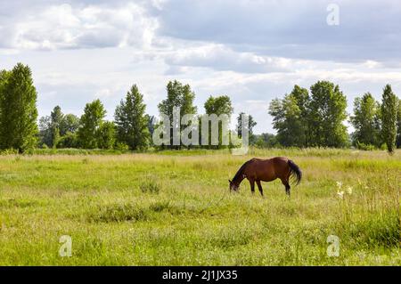 Bay Horse auf der Wiese. Schöne Pferde grasen auf der Weide auf dem Land Stockfoto